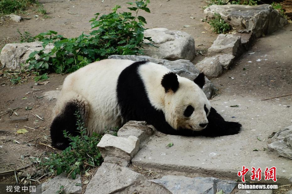 5月22日,北京,當日最高氣溫35℃,動物園內,一隻大熊貓趴在地上休息.