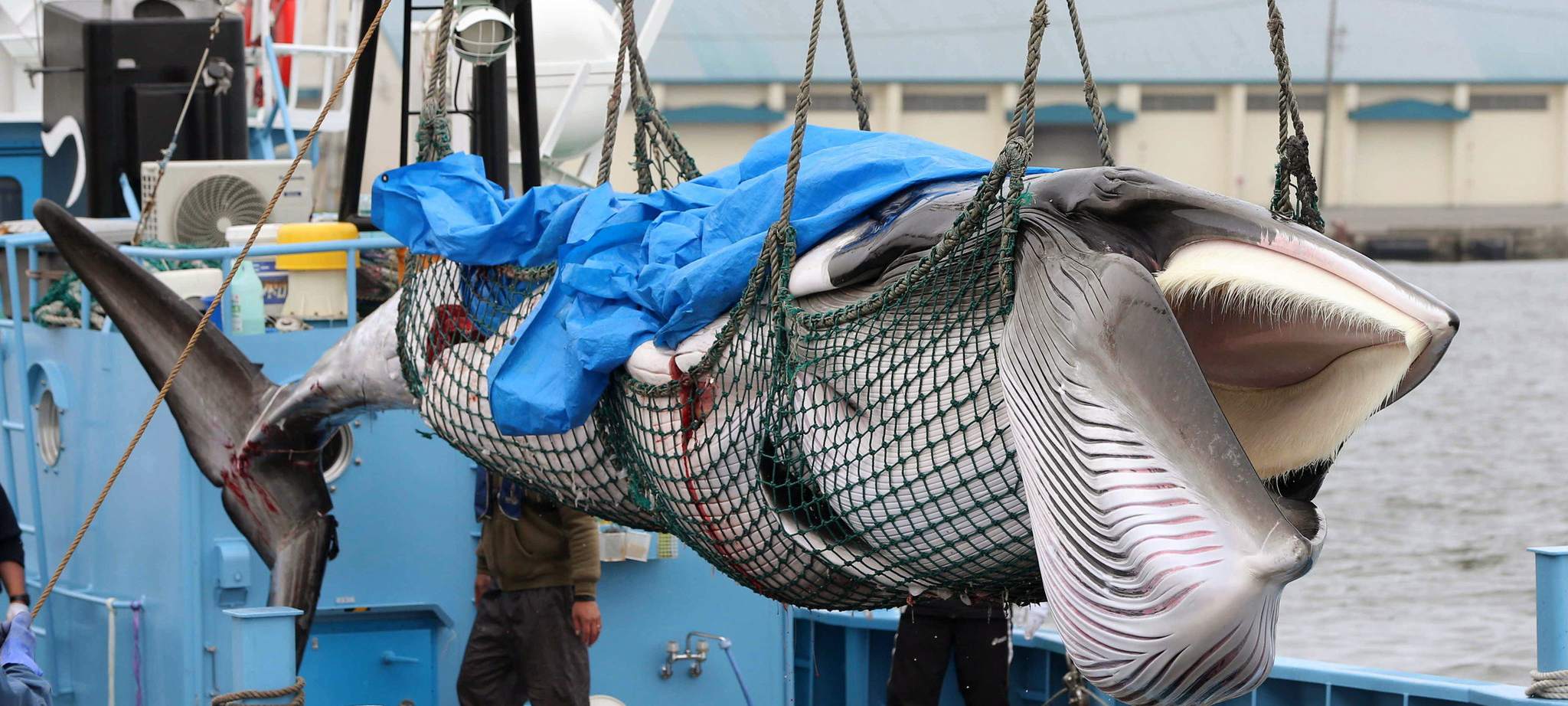 日本重启商业捕鲸 捕鲸船捕获小须鲸带回码头jpg