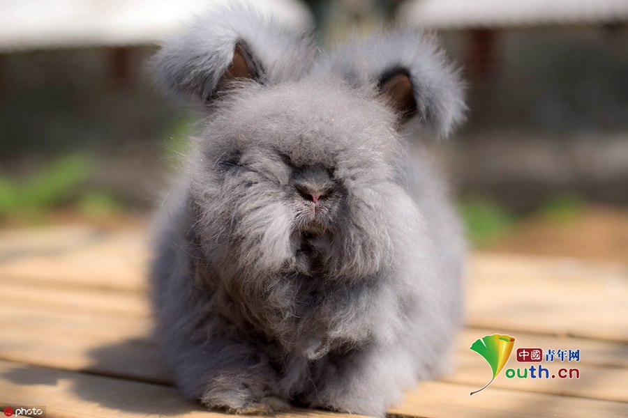 法国农场养了群安哥拉兔每只都像团棉花糖萌化人心