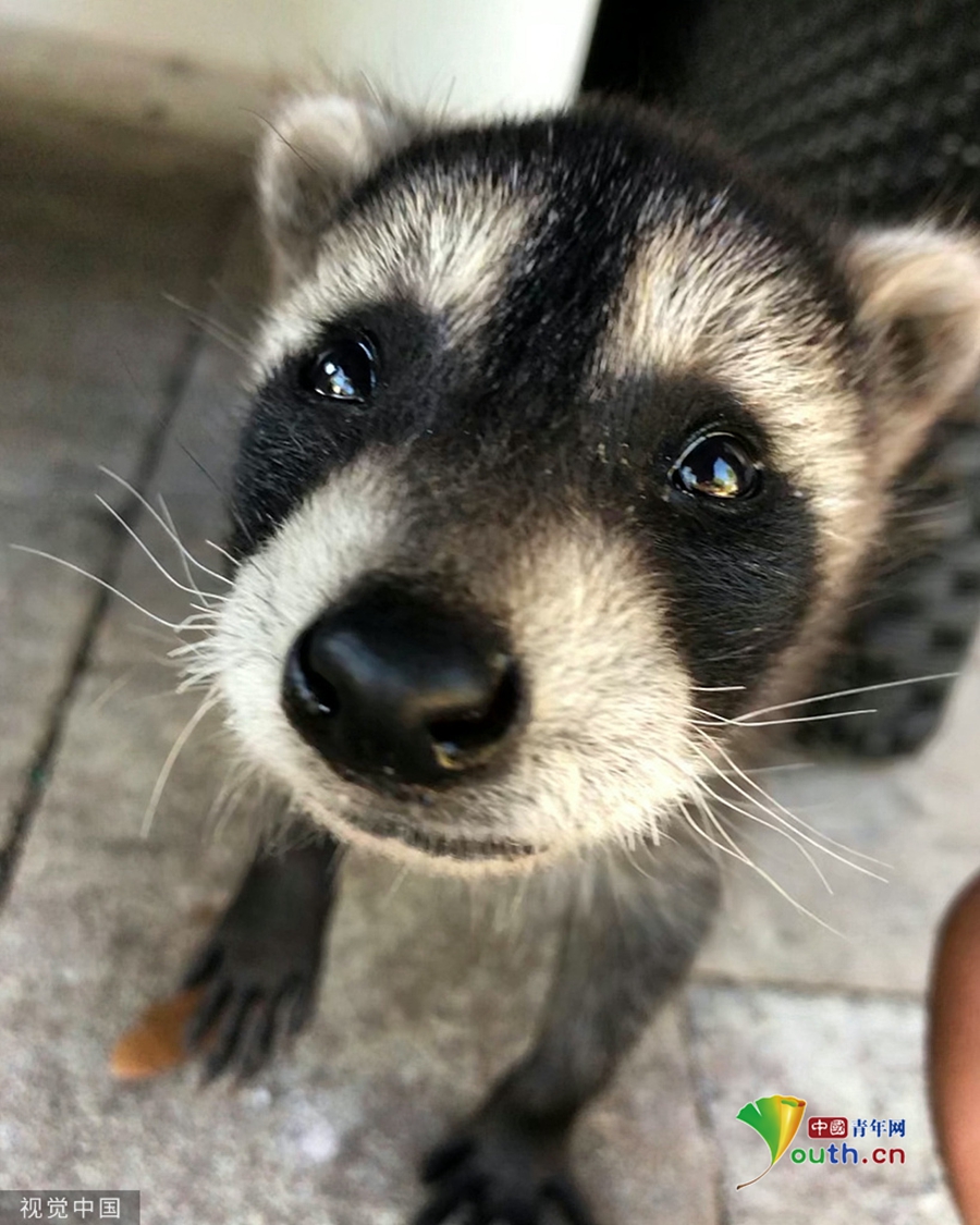 激萌遭遗弃小浣熊被美国情侣收养细心呵护