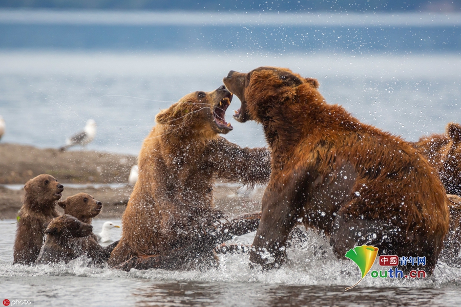 母熊为保护幼崽勇斗公熊_新闻频道__中国青年网