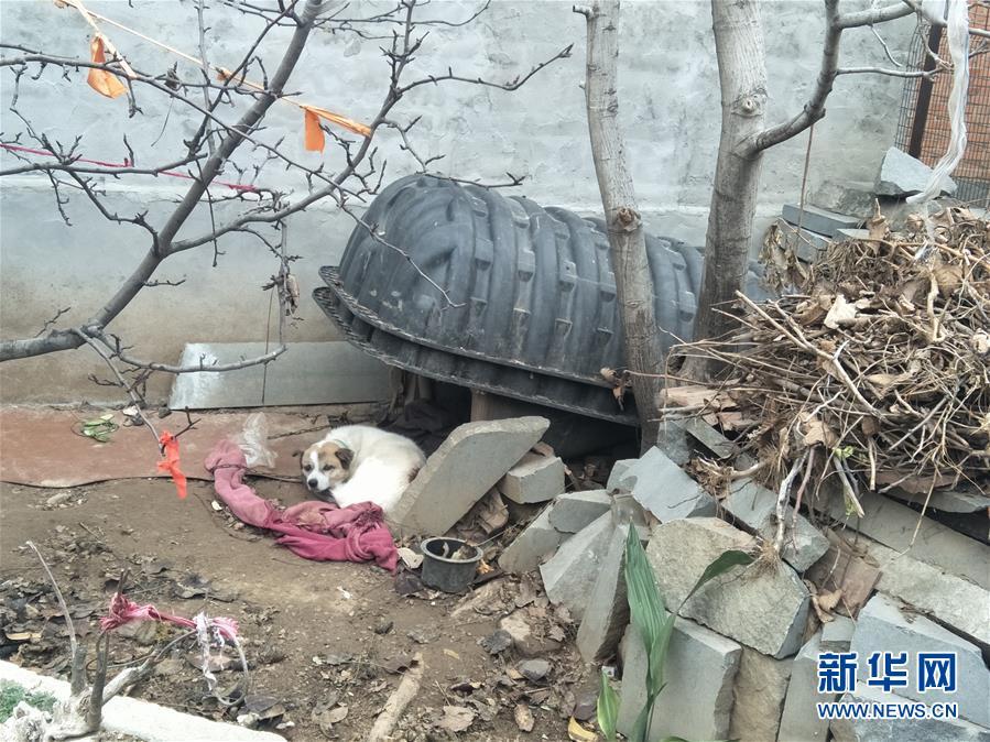 在济南市章丘区普集街道办事处上柏村的一处村民家,化粪池已变成狗窝