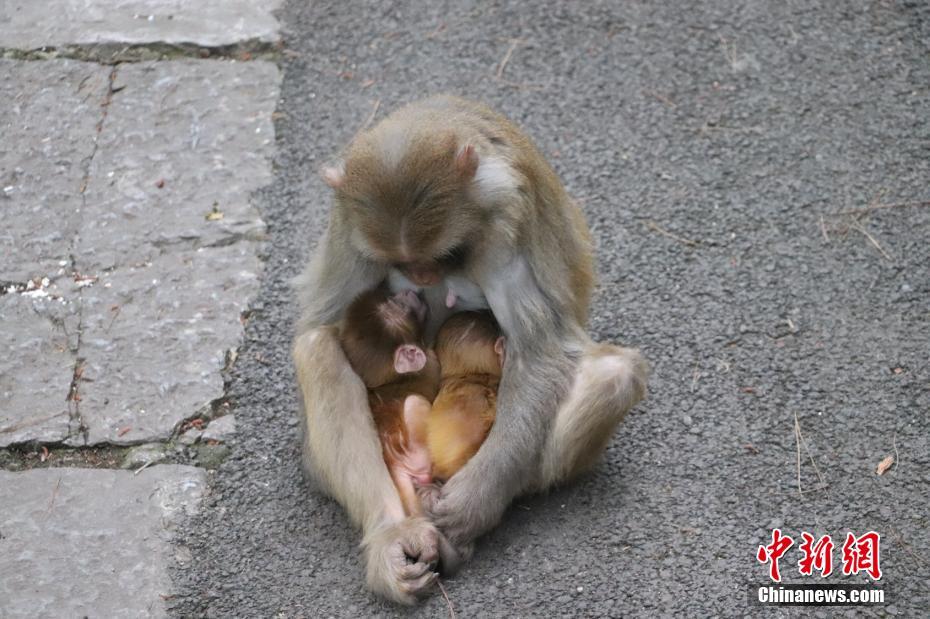 罕见"真假美猴王" 猕猴生下双胞胎 (3/4)