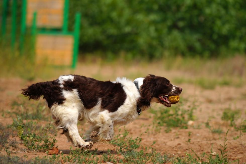 缉毒犬播求和它的训导员