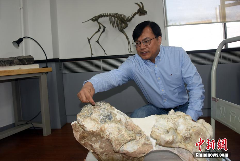 中国发现700万年前真板齿犀化石 (2/3)