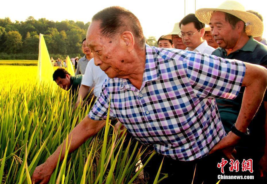 袁隆平逝世那位操心我们能否吃饱肚子的老人走了224