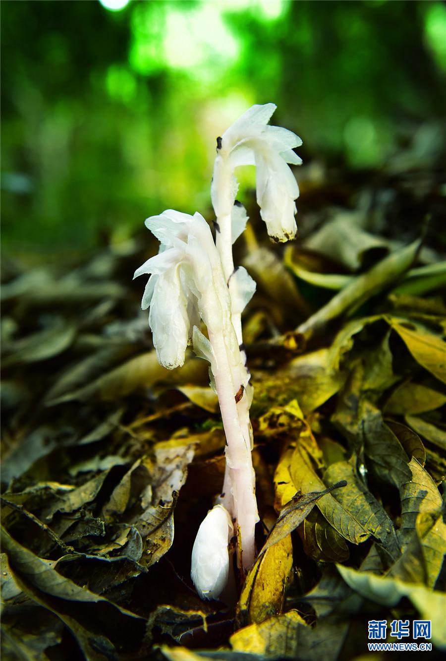 "枯叶里的精灵"水晶兰现身云南耿马 (7/8)