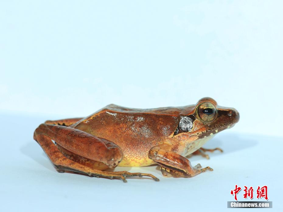 武夷山国家公园发现两种新物种_新闻频道__中国青年网