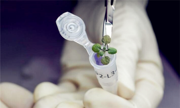月球上能种植吗？科学家在月壤中种出拟南芥.jpg