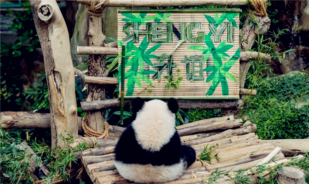中国旅马大熊猫“靓靓”的第三只宝宝取名“升谊”.jpg