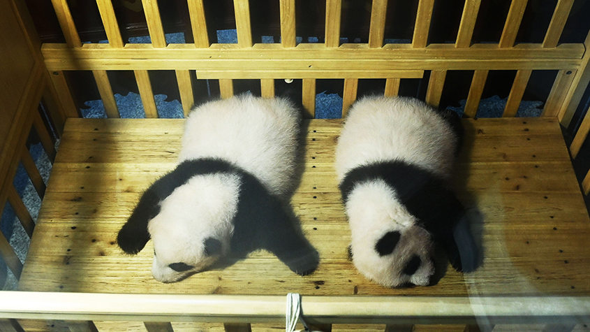 重庆：“海归”大熊猫产下的双胞胎幼仔与游客见面.jpg