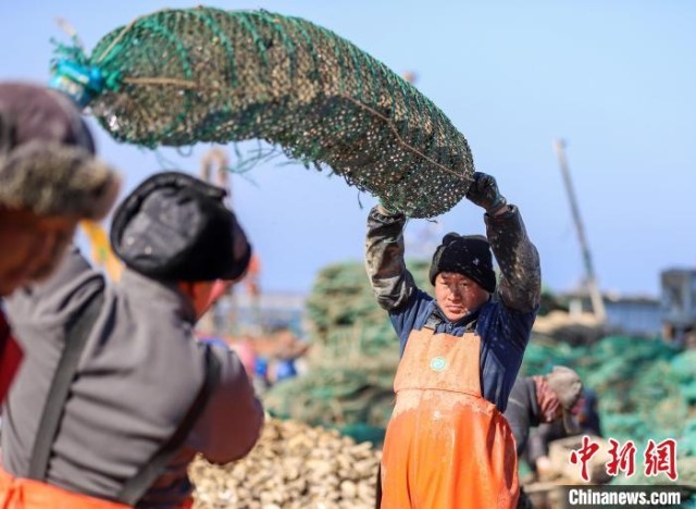 山东威海:“耕海”人家春收忙