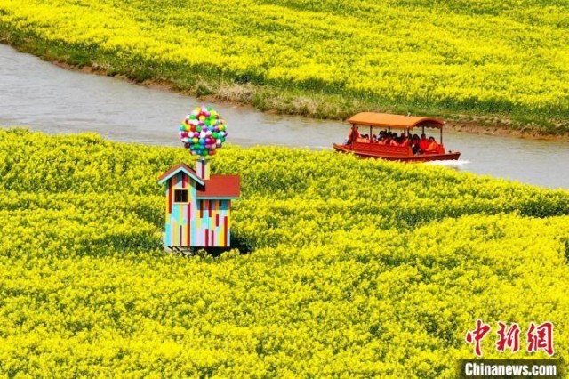 壮观！航拍江苏高邮“湖上花海”金色画卷