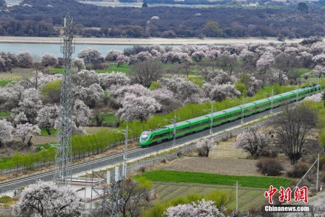 西藏林芝:复兴号动车组穿行在桃花海间