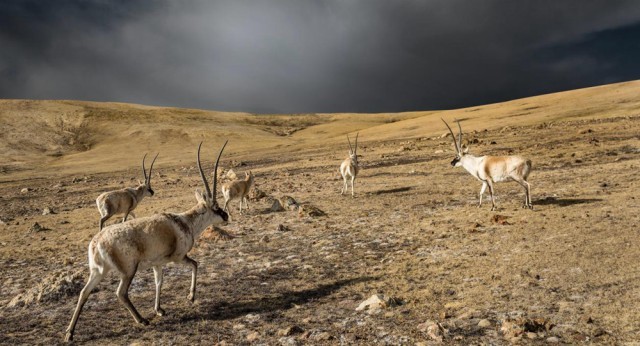 "高原精灵"藏羚羊.尼玛多吉摄