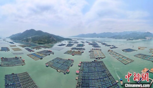福建“海上牧场”蔚为壮观