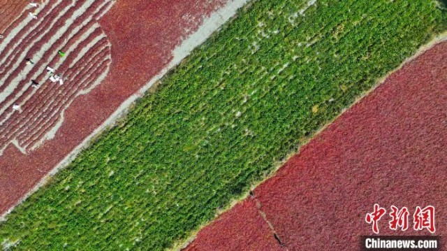 新疆博湖：辣椒丰收晒秋忙