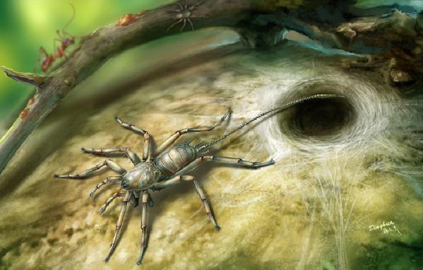 中国科学家研究发现1亿年前远古蜘蛛长有尾巴35